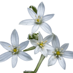 star of bethlehem - bach çiçekleri